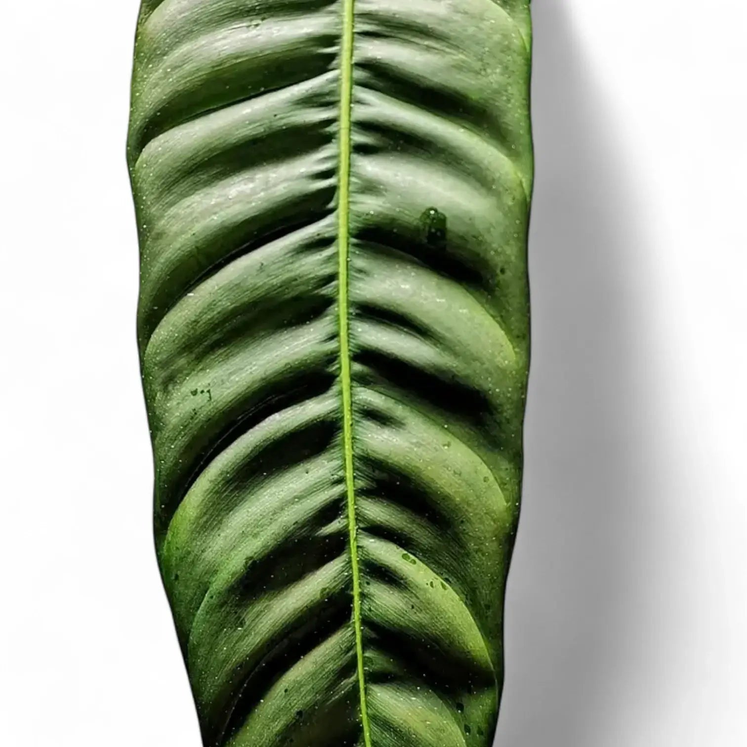 Philodendron patriciae leaf close-up on white background.