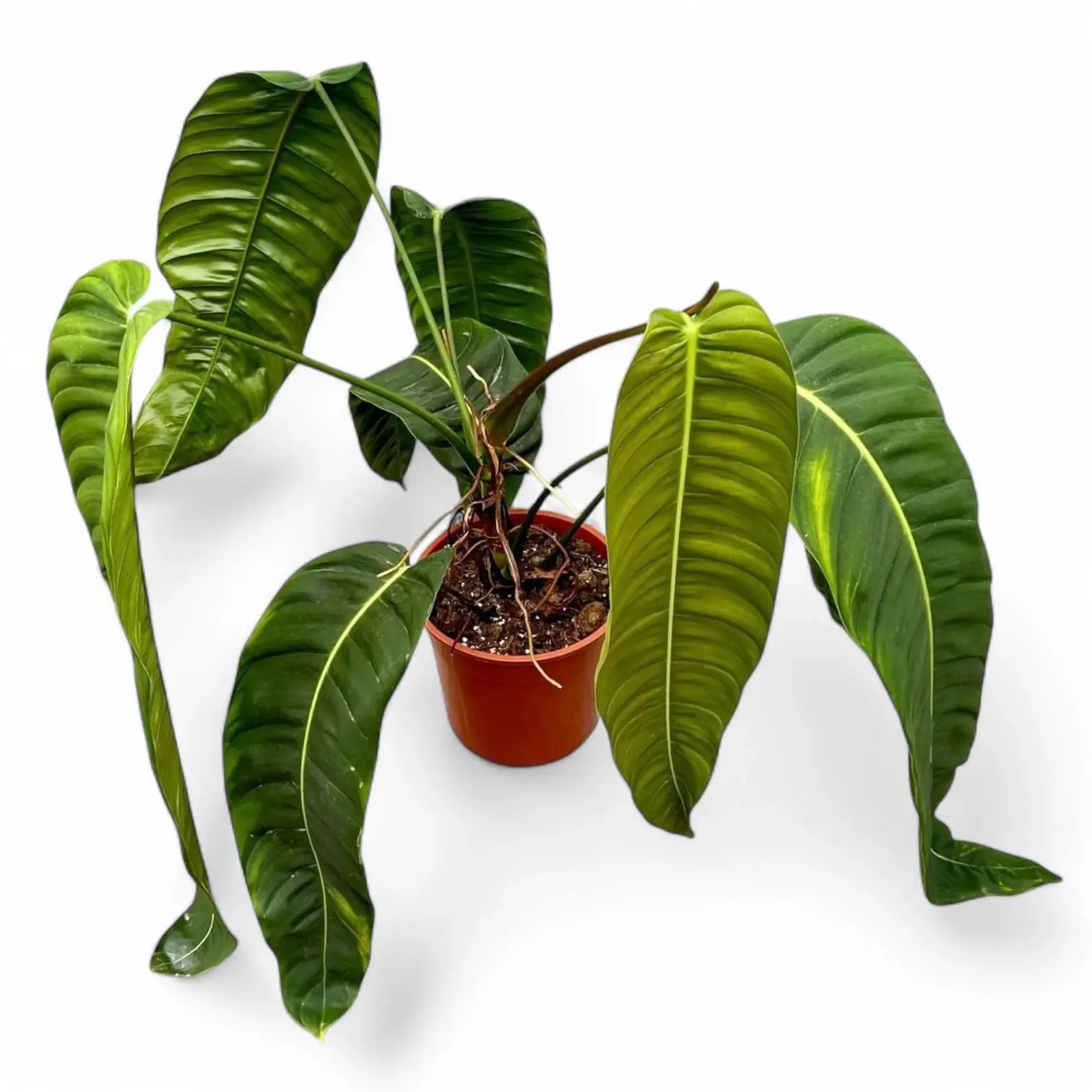 Philodendron patriciae potted houseplant in nursery pot on white background, product photo 9.