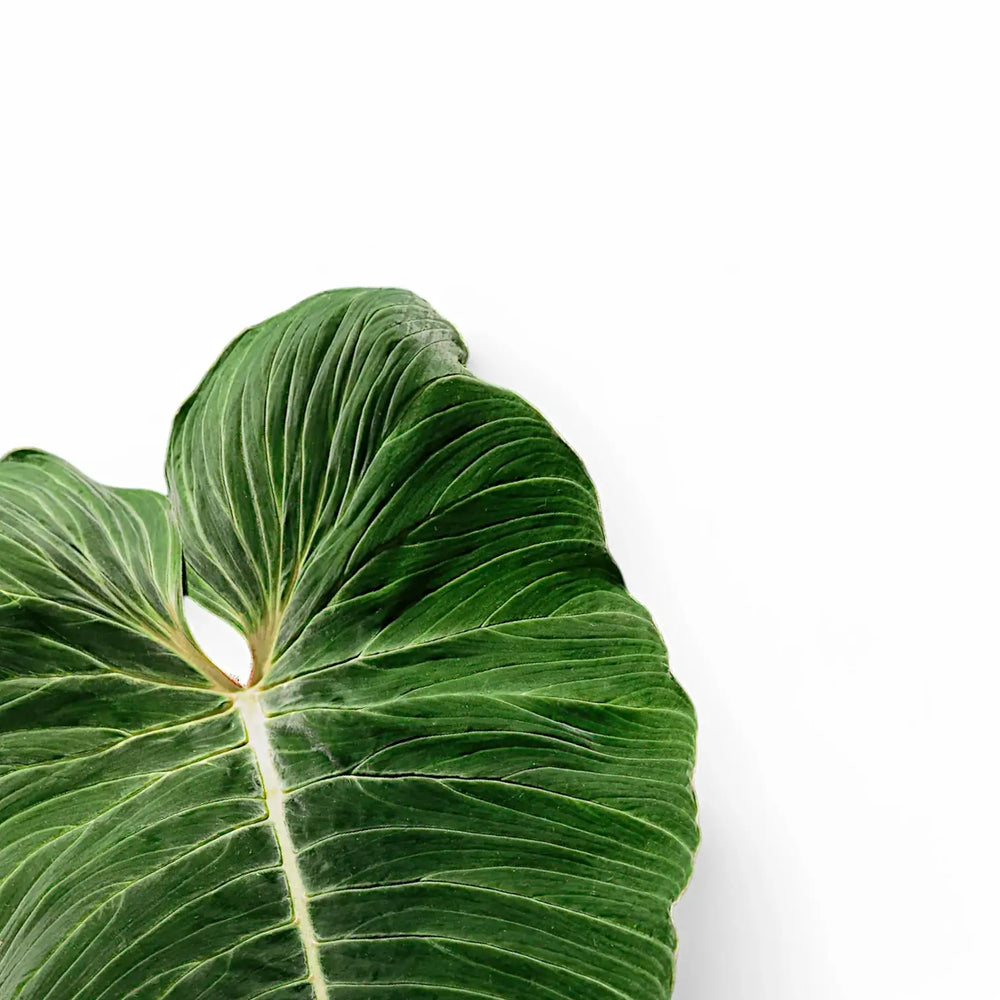 Philodendron pseudoverrucosum – Blattdetail vor weißem Hintergrund..