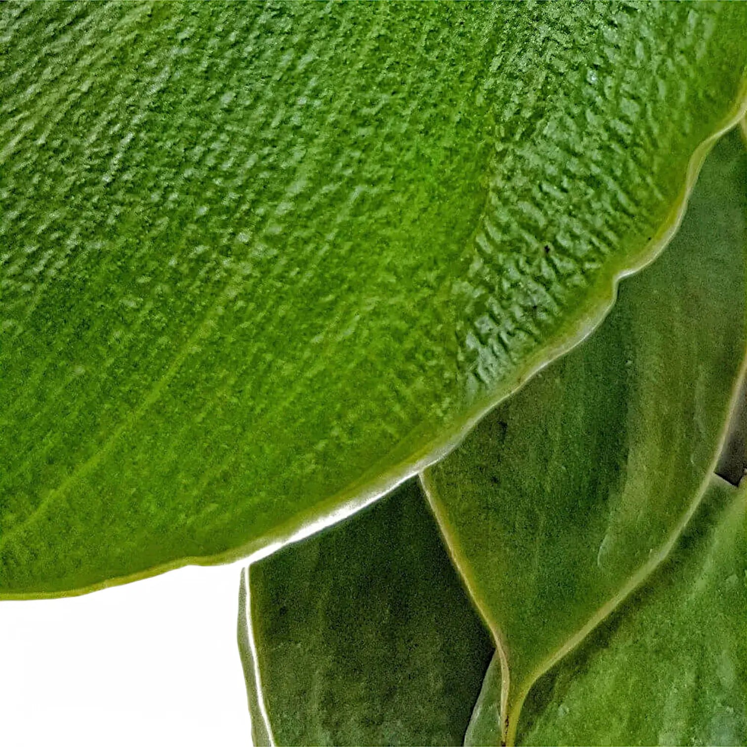 Philodendron rugosum – Blattdetail vor weißem Hintergrund..