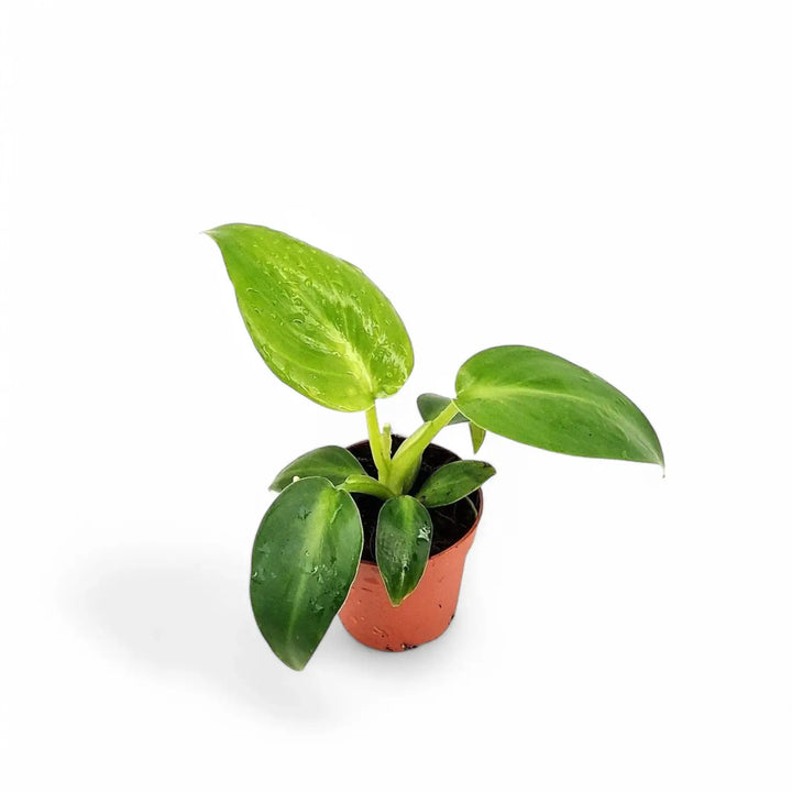 Philodendron rugosum Zimmerpflanze im Anzuchttopf vor weißem Hintergrund, Produktfoto 2.