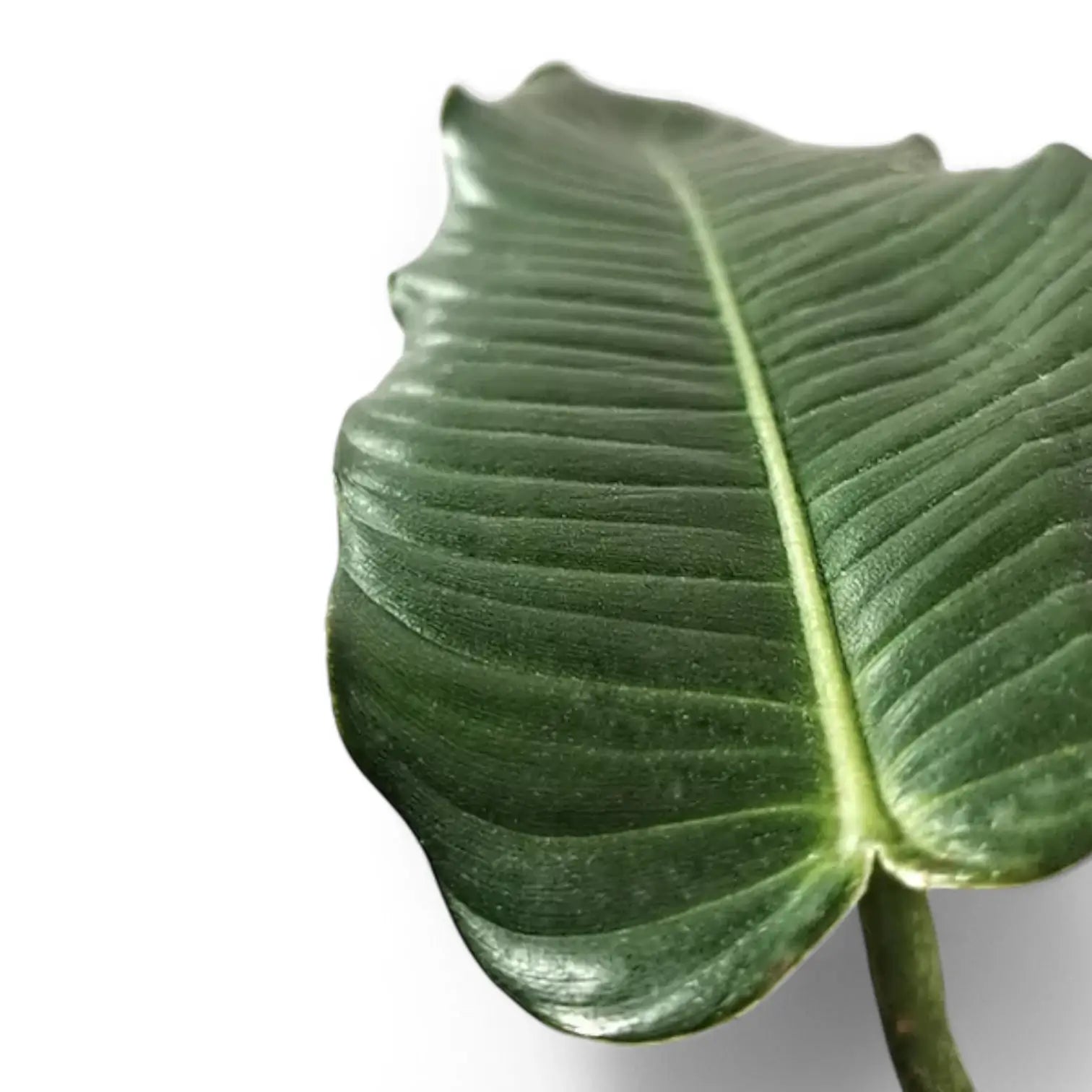 Philodendron scherberichii – Blattdetail vor weißem Hintergrund..