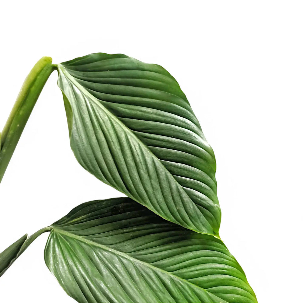 Philodendron schmidtiae – Blattdetail vor weißem Hintergrund..