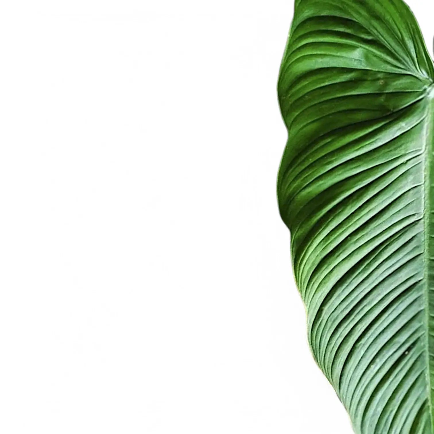 Philodendron tenue – Blattdetail vor weißem Hintergrund..