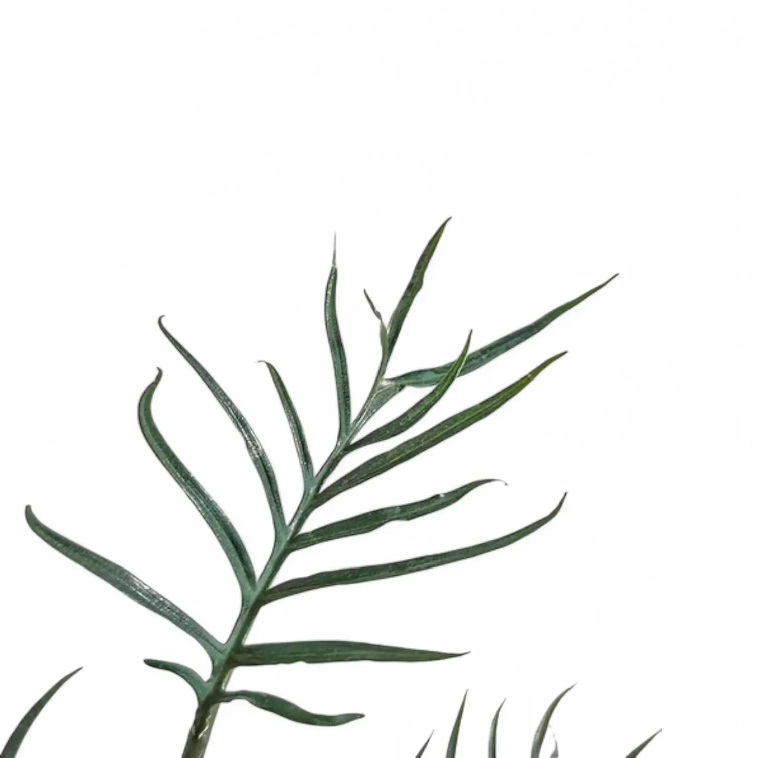 Philodendron tortum 'Thai Dwarf' leaf close-up on white background.