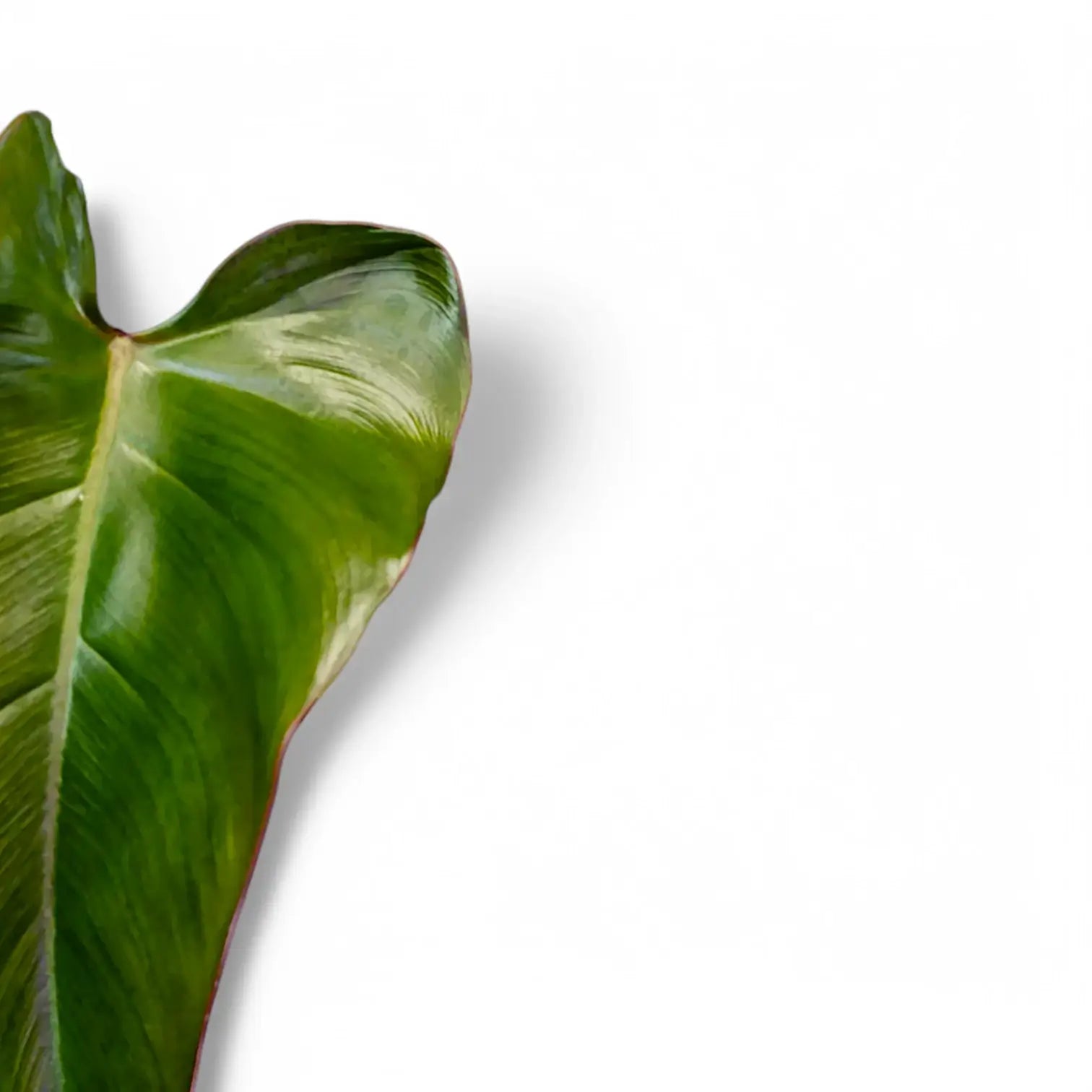 Philodendron x mundaianum – Blattdetail vor weißem Hintergrund..