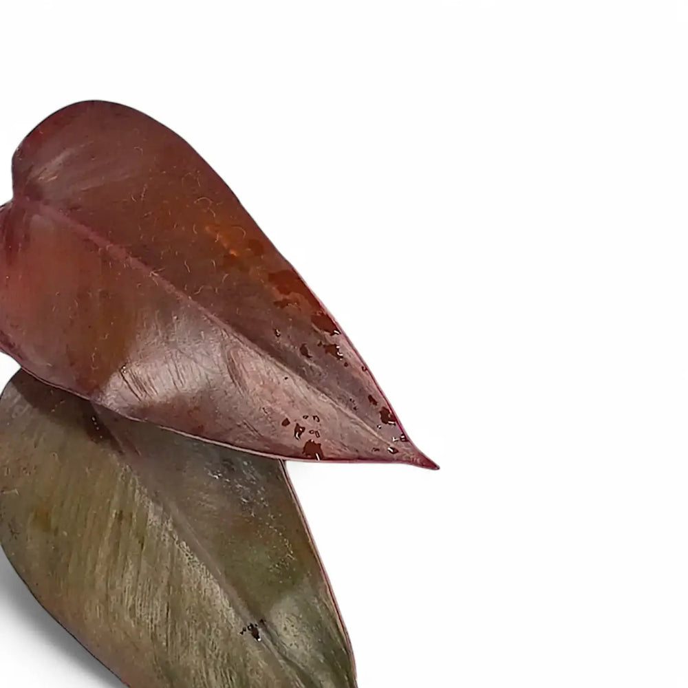Philodendron x mundaianum 'Ruby' – Blattdetail vor weißem Hintergrund..