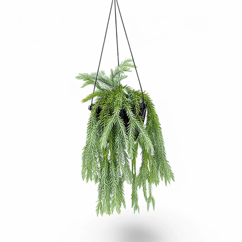 Phlegmariurus (Huperzia) goebelii potted houseplant in nursery pot on white background, product photo 2.