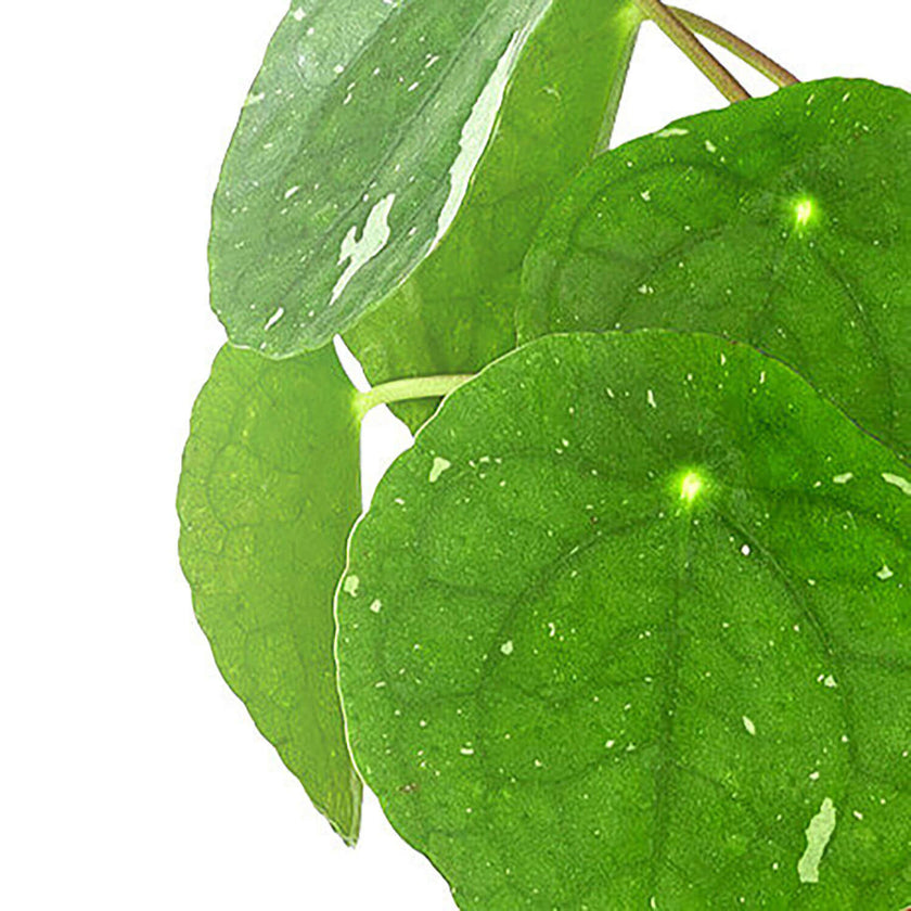 Pilea peperomioides 'White Splash' – Blattdetail vor weißem Hintergrund..