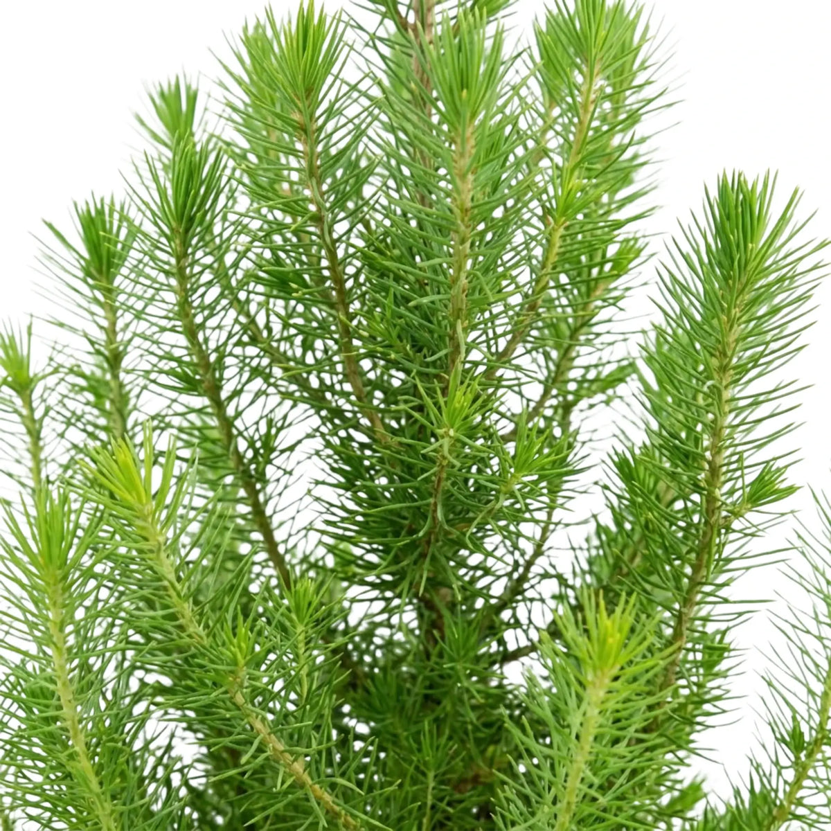 Branching tips of Pinus pinea 'Silver Crest' with long fresh green needles