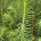 Close-up of fine needle clusters along a Pinus pinea 'Silver Crest' branch