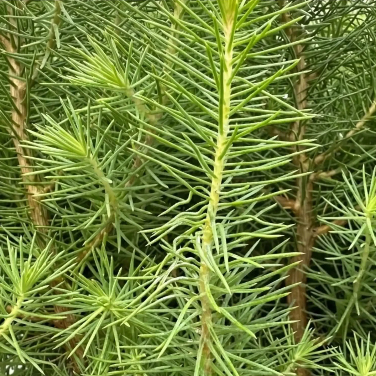 Close-up of fine needle clusters along a Pinus pinea 'Silver Crest' branch