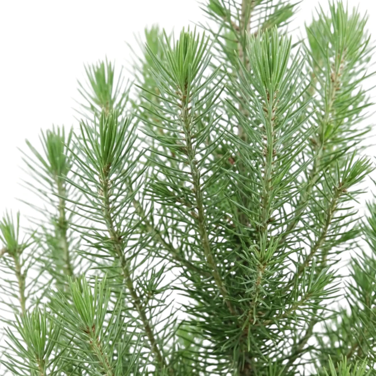 Needle-covered upright shoots of Pinus pinea 'Silver Crest' stone pine