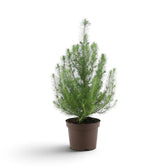 Medium Pinus pinea 'Silver Crest' stone pine with a bushy crown in a brown pot