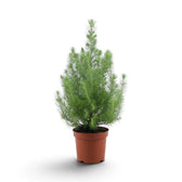 Pinus pinea 'Silver Crest' with upright needle-covered branches in a terracotta pot