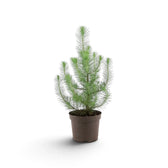 Small potted Pinus pinea 'Silver Crest' with an open, upright growth habit
