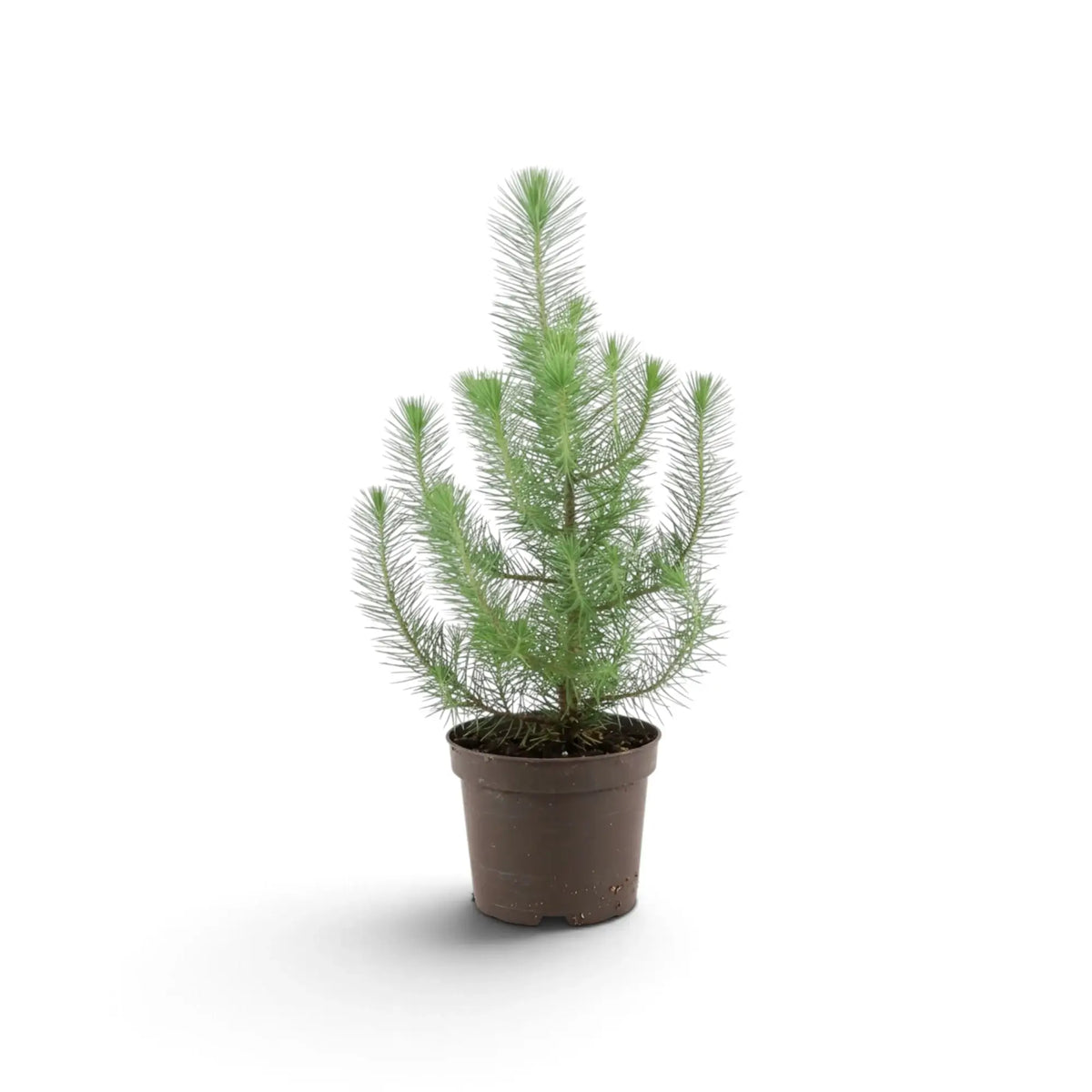 Small potted Pinus pinea 'Silver Crest' with an open, upright growth habit