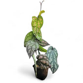 Piper argyrites pink potted houseplant in nursery pot on white background, product photo 4.