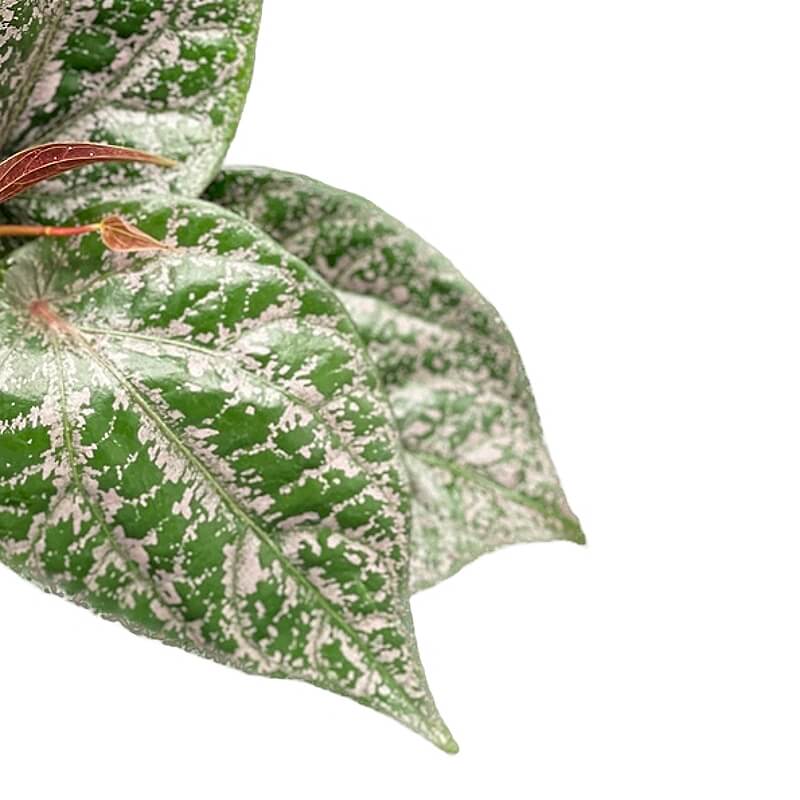 Piper crocatum – Blattdetail vor weißem Hintergrund..