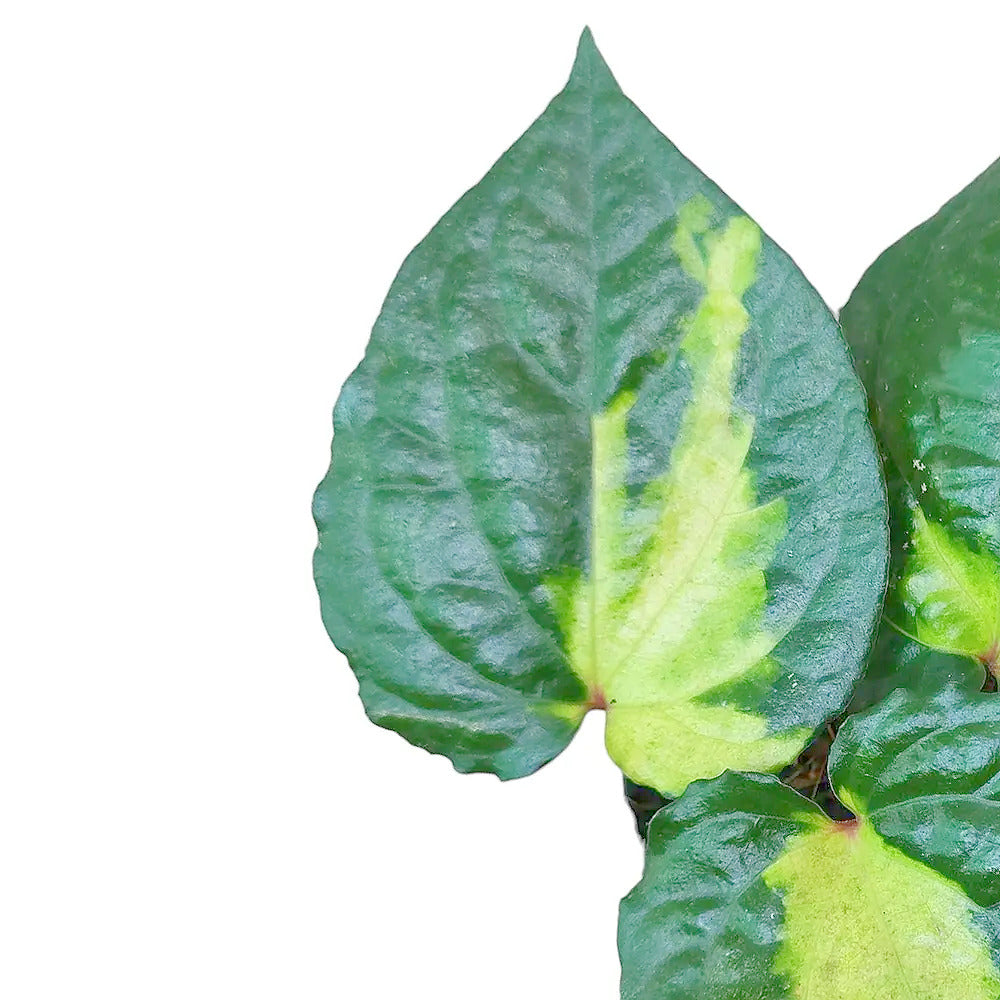 Piper methysticum ‘Bright Eyes’ – Blattdetail vor weißem Hintergrund..