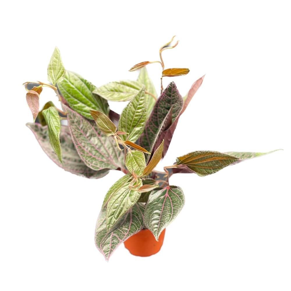 Piper sp. Sumatera 'Pink veins' potted houseplant in nursery pot on white background, product photo 3.