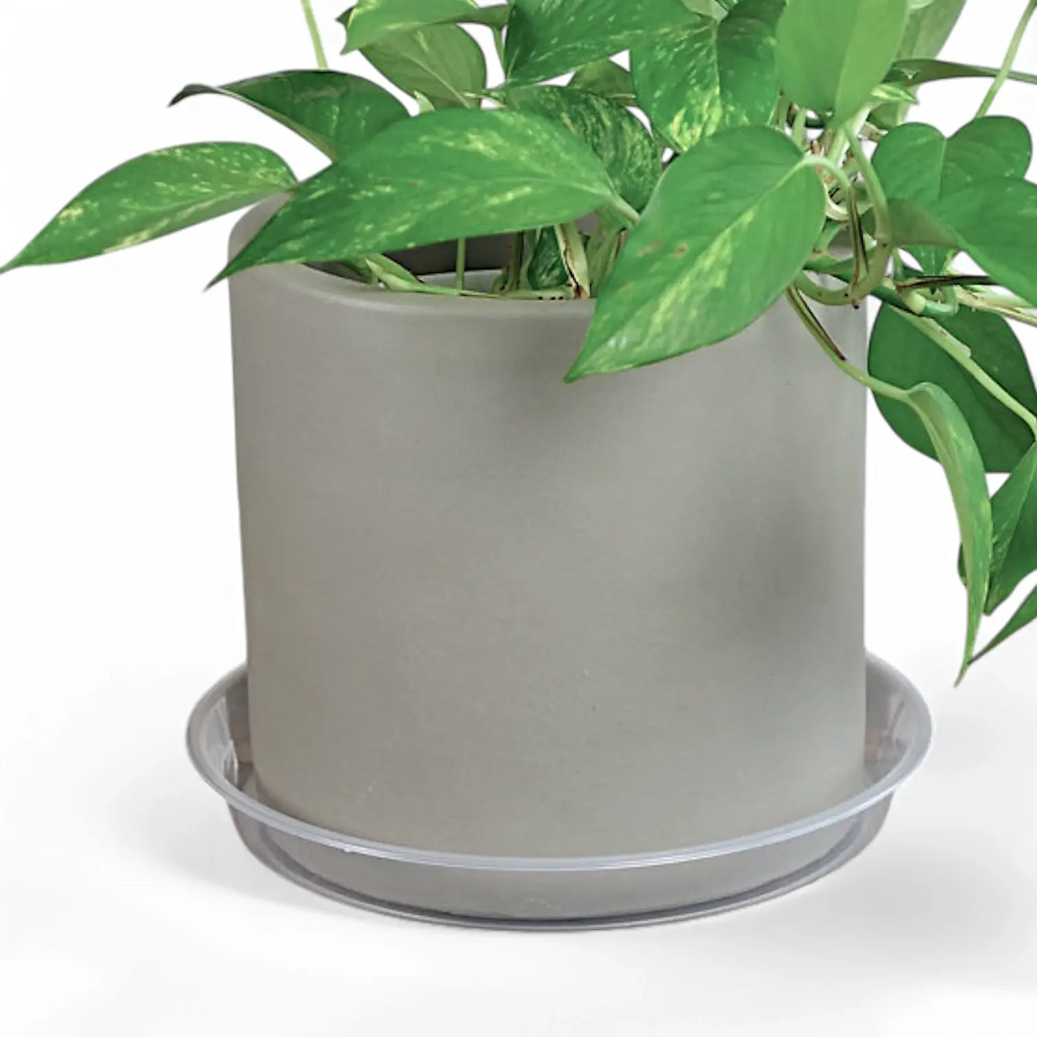 Plant Saucers - Transparent on white background, product photo 2.