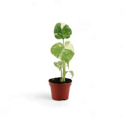 Baby Plant Bestsellers potted houseplant in nursery pot on white background, product photo 2.