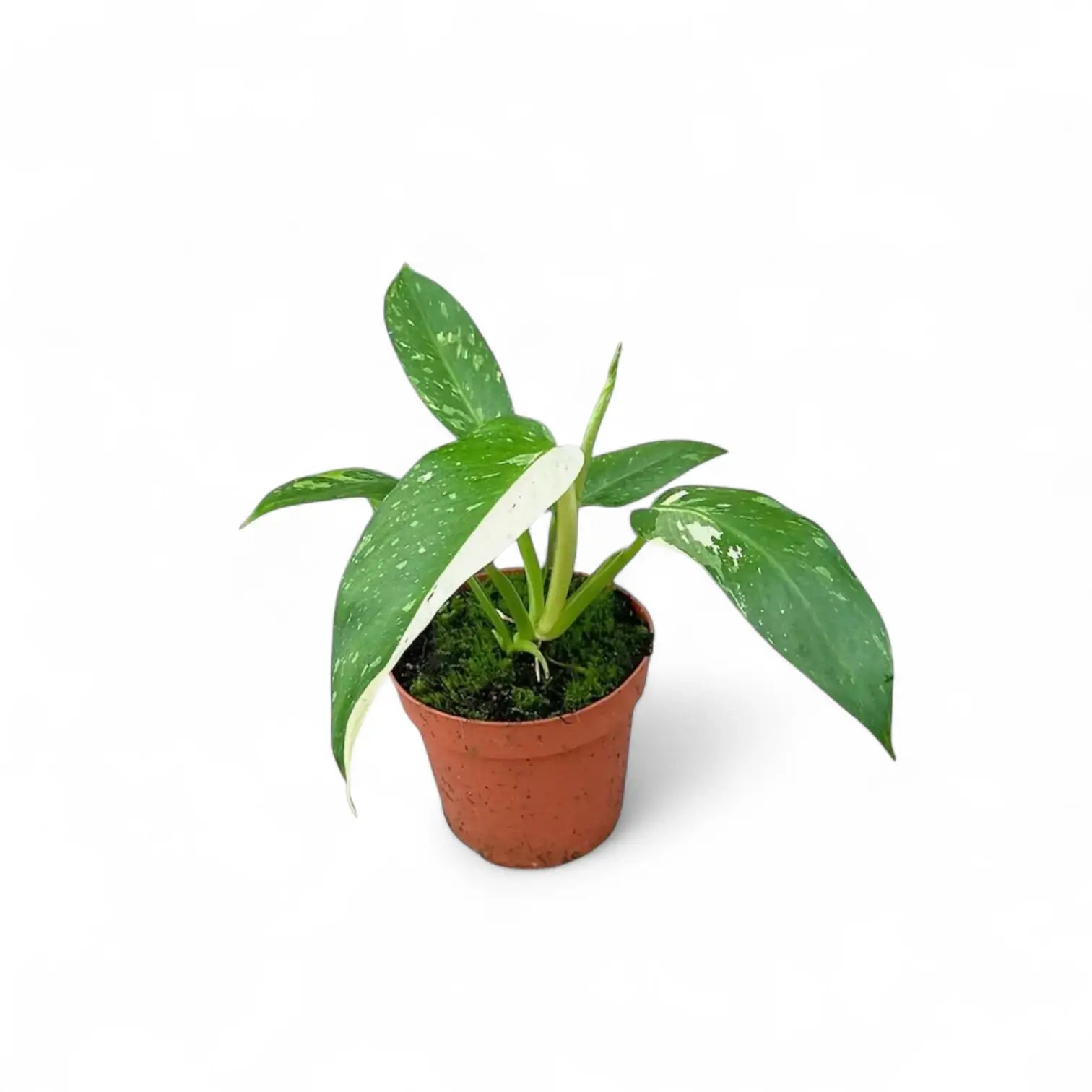 Plant Set: Baby Plant Bestsellers potted houseplant in nursery pot on white background, product photo 3.