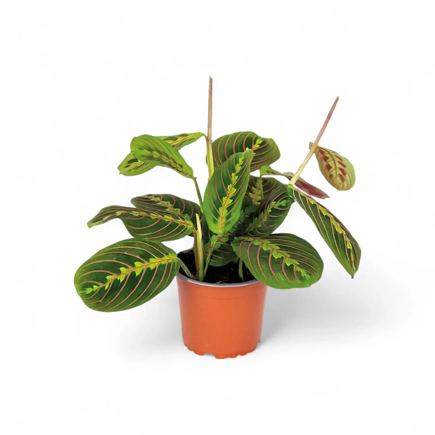 Plant Set: The Maranta Collection potted houseplant in nursery pot on white background, product photo 3.