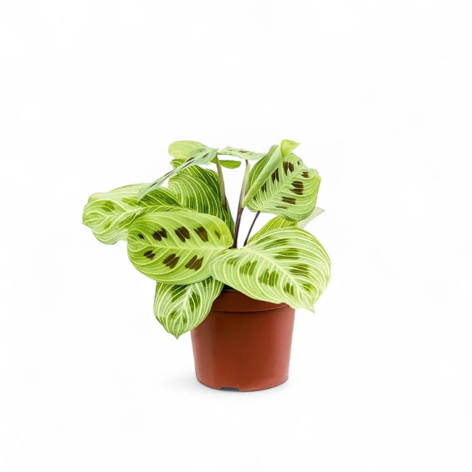 Plant Set: The Maranta Collection potted houseplant in nursery pot on white background, product photo 4.