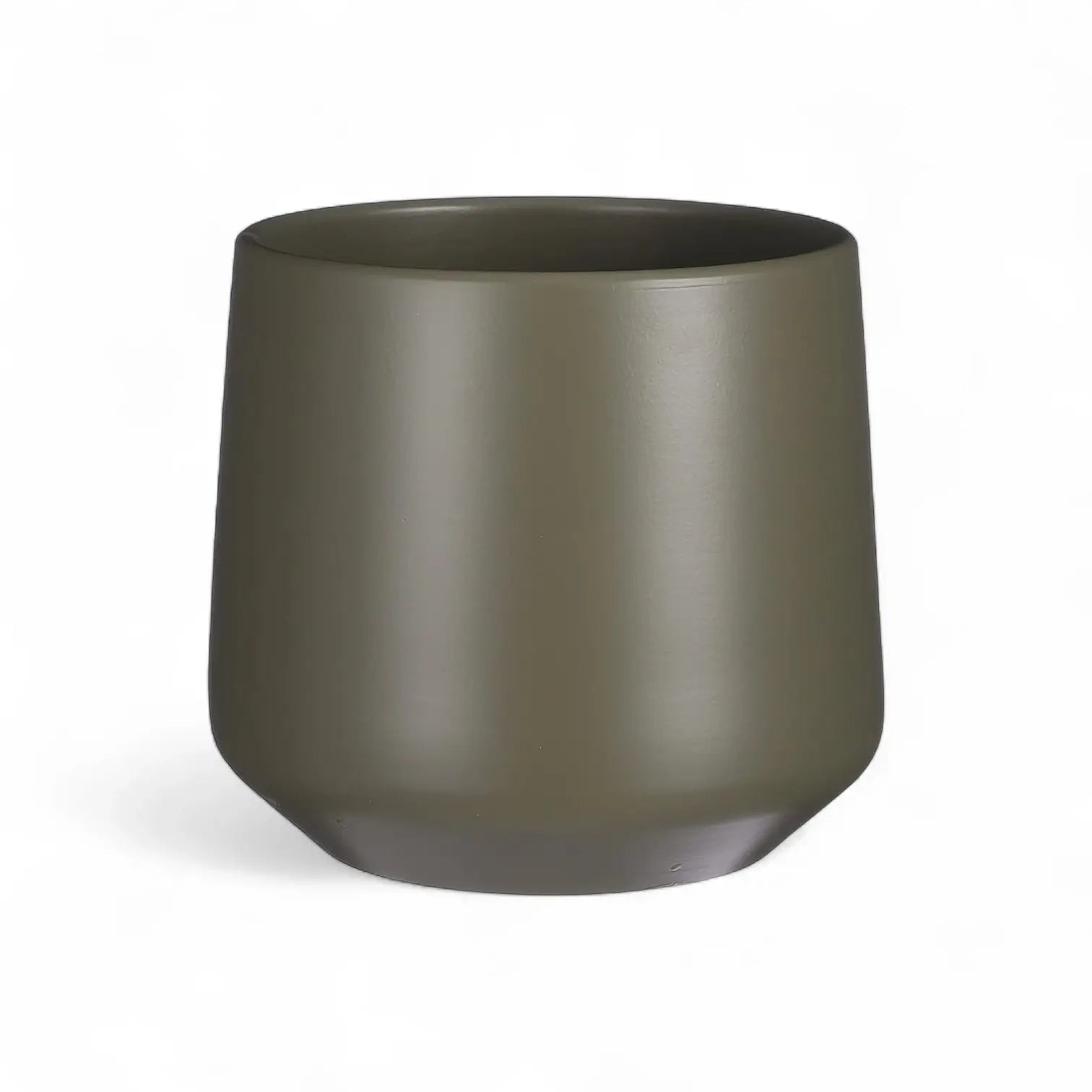 Rhaphidophora puberula variegata – Topfpflanze im Kulturtopf vor weißem Hintergrund, Produktfoto