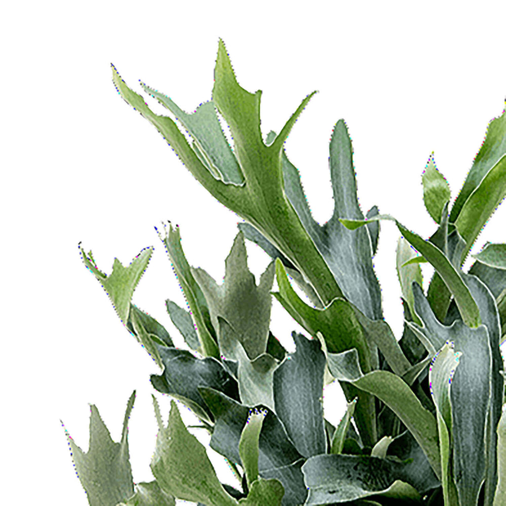 Platycerium bifurcatum – Blattdetail vor weißem Hintergrund..