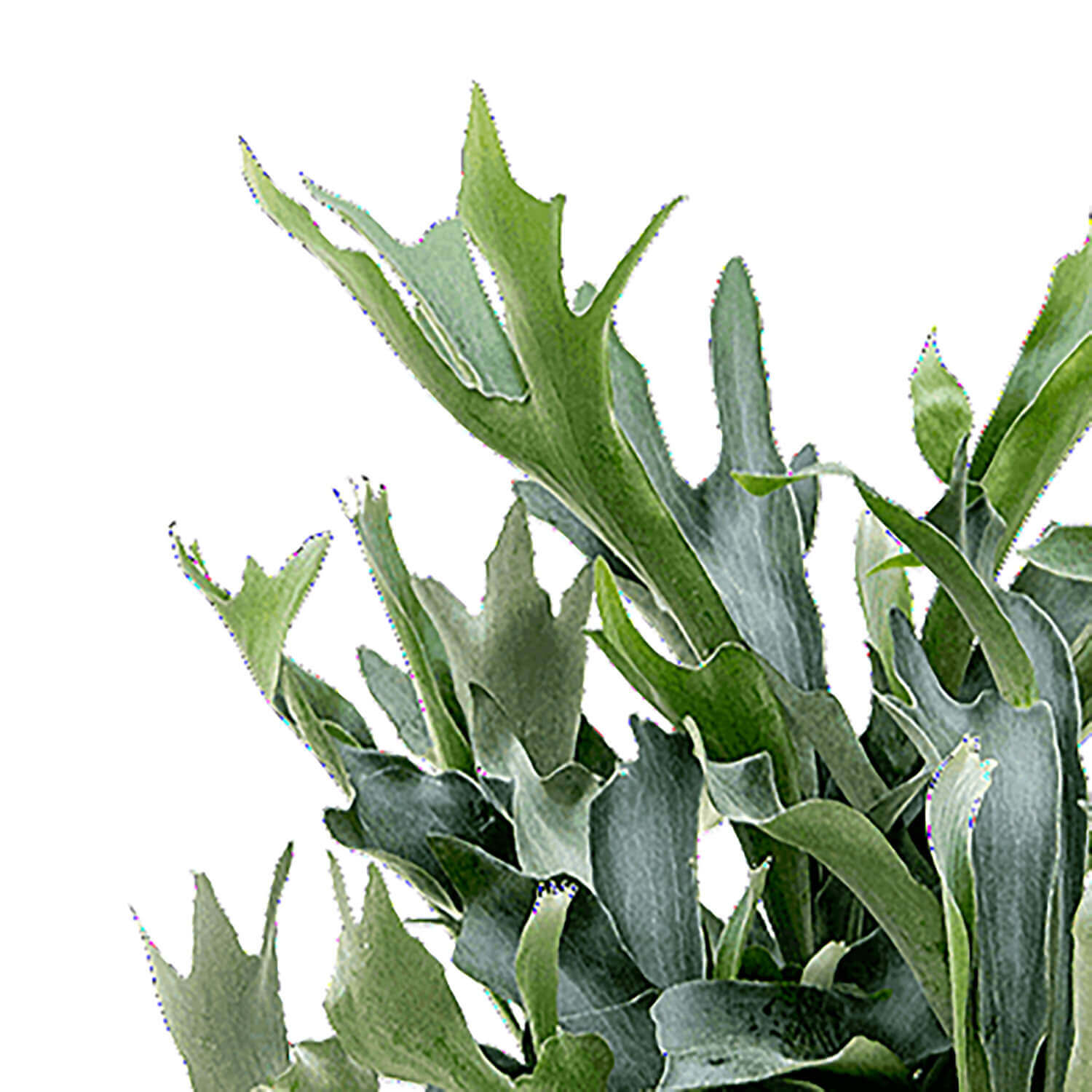 Platycerium bifurcatum leaf close-up on white background.