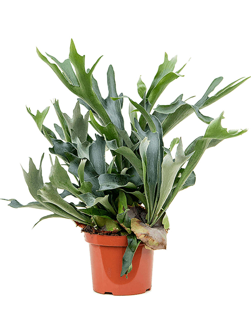 Platycerium bifurcatum potted houseplant in nursery pot on white background, product photo 2.