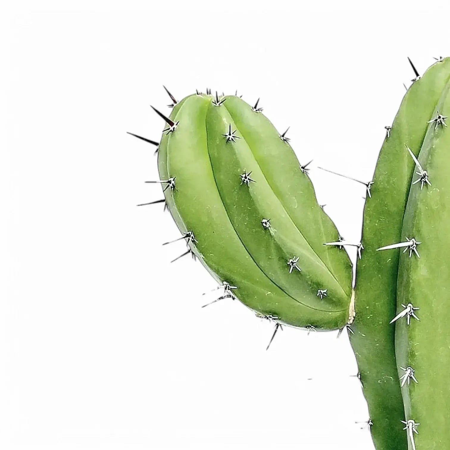 Polaskia chichipe leaf close-up on white background.
