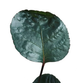 Polyscias scutellaria 'Fabian' – Blattdetail vor weißem Hintergrund..