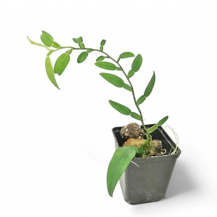 Pothos scundens Zimmerpflanze im Anzuchttopf vor weißem Hintergrund, Produktfoto 2.