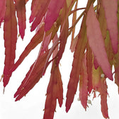 Pseudorhipsalis ramulosa subsp. ramulosa 'Red Coral' leaf close-up on white background.