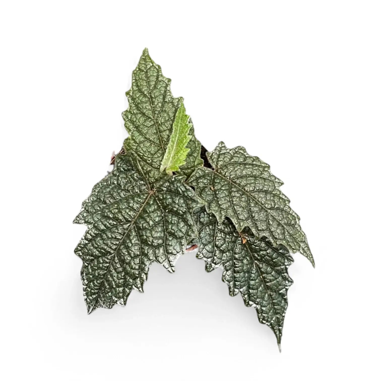 Pterisanthes sp. Papua potted houseplant in nursery pot on white background, product photo 2.