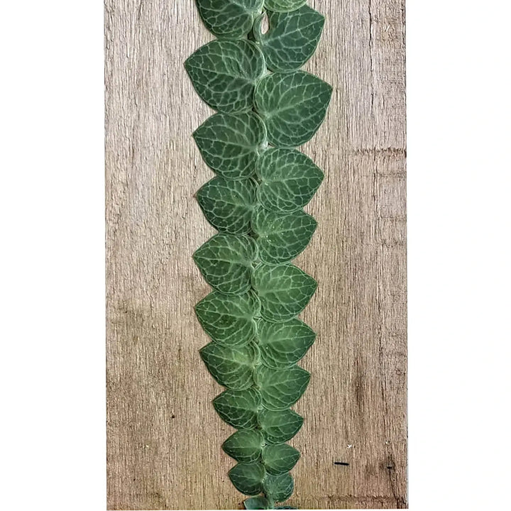 Rhaphidophora cryptantha Zimmerpflanze im Anzuchttopf vor weißem Hintergrund, Produktfoto 2.