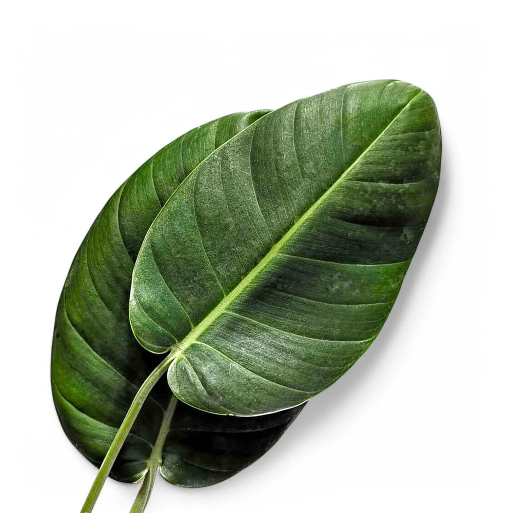 Rhaphidophora megaphylla leaf close-up on white background.