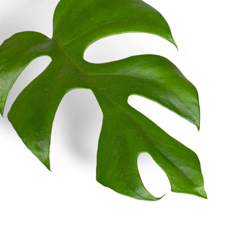 Rhaphidophora tetrasperma – Blattdetail vor weißem Hintergrund..