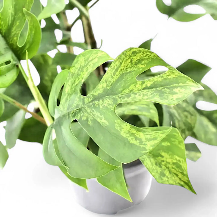 Rhaphidophora tetrasperma variegata 'Mint' potted houseplant in nursery pot on white background, product photo 2.