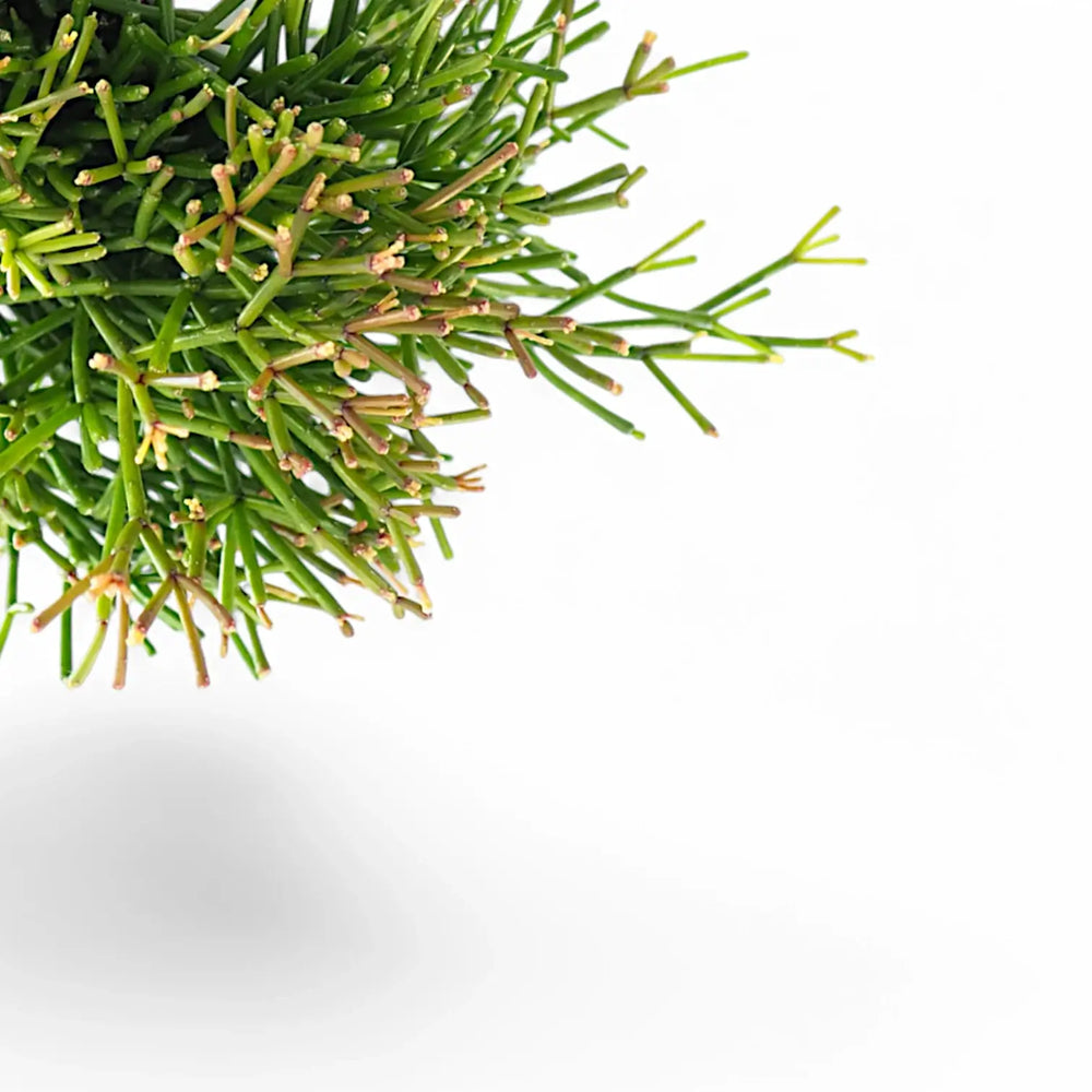 Rhipsalis clavata – Blattdetail vor weißem Hintergrund..