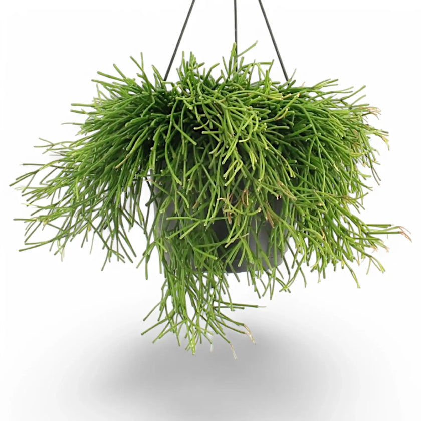 Rhipsalis clavata potted houseplant in nursery pot on white background, product photo 2.