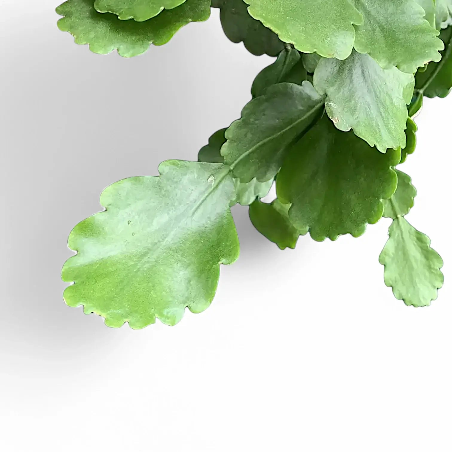 Rhipsalis crispata – Blattdetail vor weißem Hintergrund..