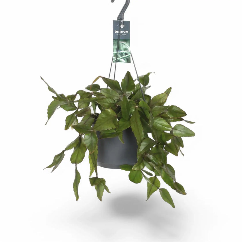 Rhipsalis elliptica potted houseplant in nursery pot on white background, product photo 2.