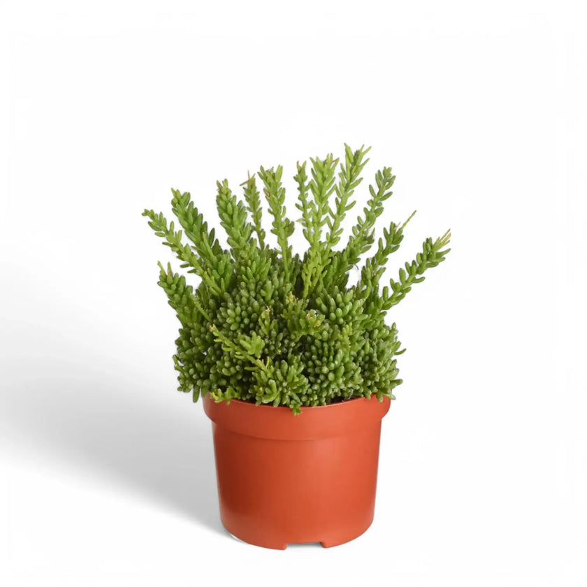 Rhipsalis mesembryanthemoides potted houseplant in nursery pot on white background, product photo 2.
