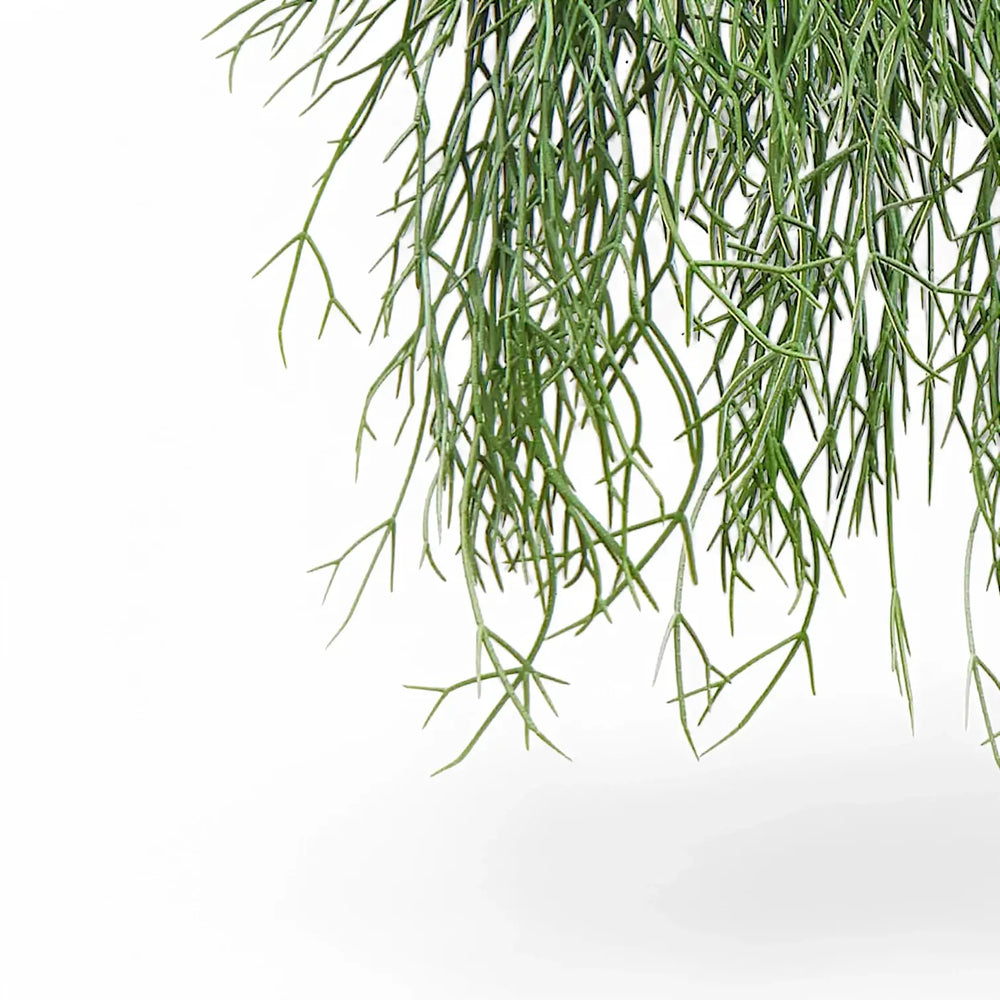 Rhipsalis micrantha ssp. kirbergii – Blattdetail vor weißem Hintergrund..