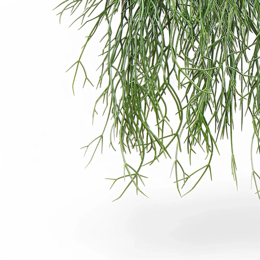 Rhipsalis micrantha ssp. kirbergii leaf close-up on white background.